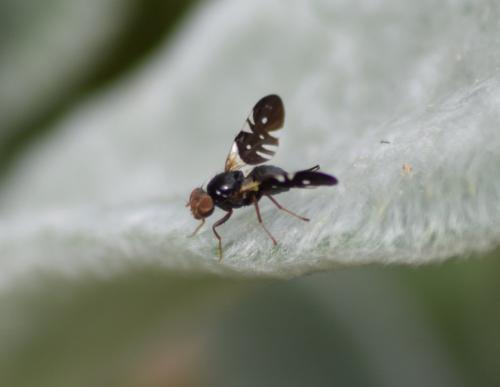 Aciura coryli